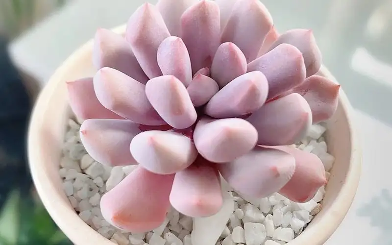 CÂY SEN ĐÁ HỒNG