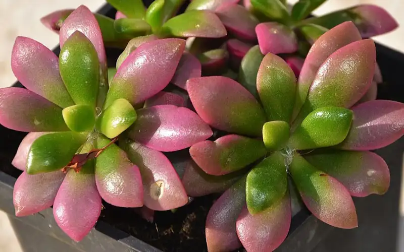 CÂY SEN ĐÁ THẠCH NGỌC HỒNG