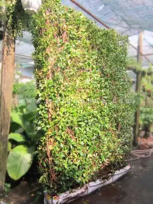 CÂY SI LÀM TƯỜNG RÀO