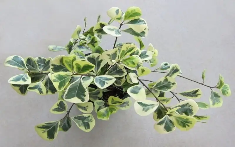 CÂY SI THÁI LAN
