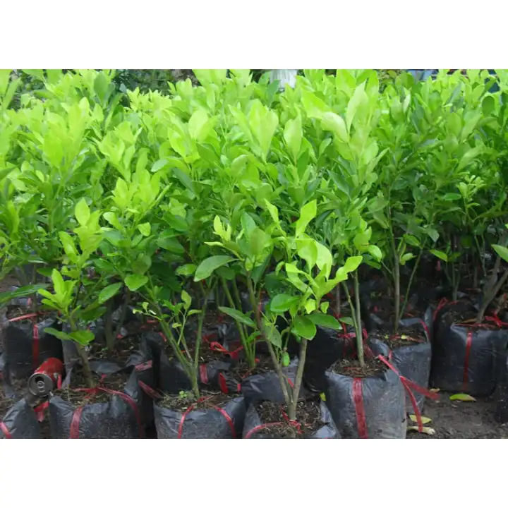 CÂY TẮC GIỐNG