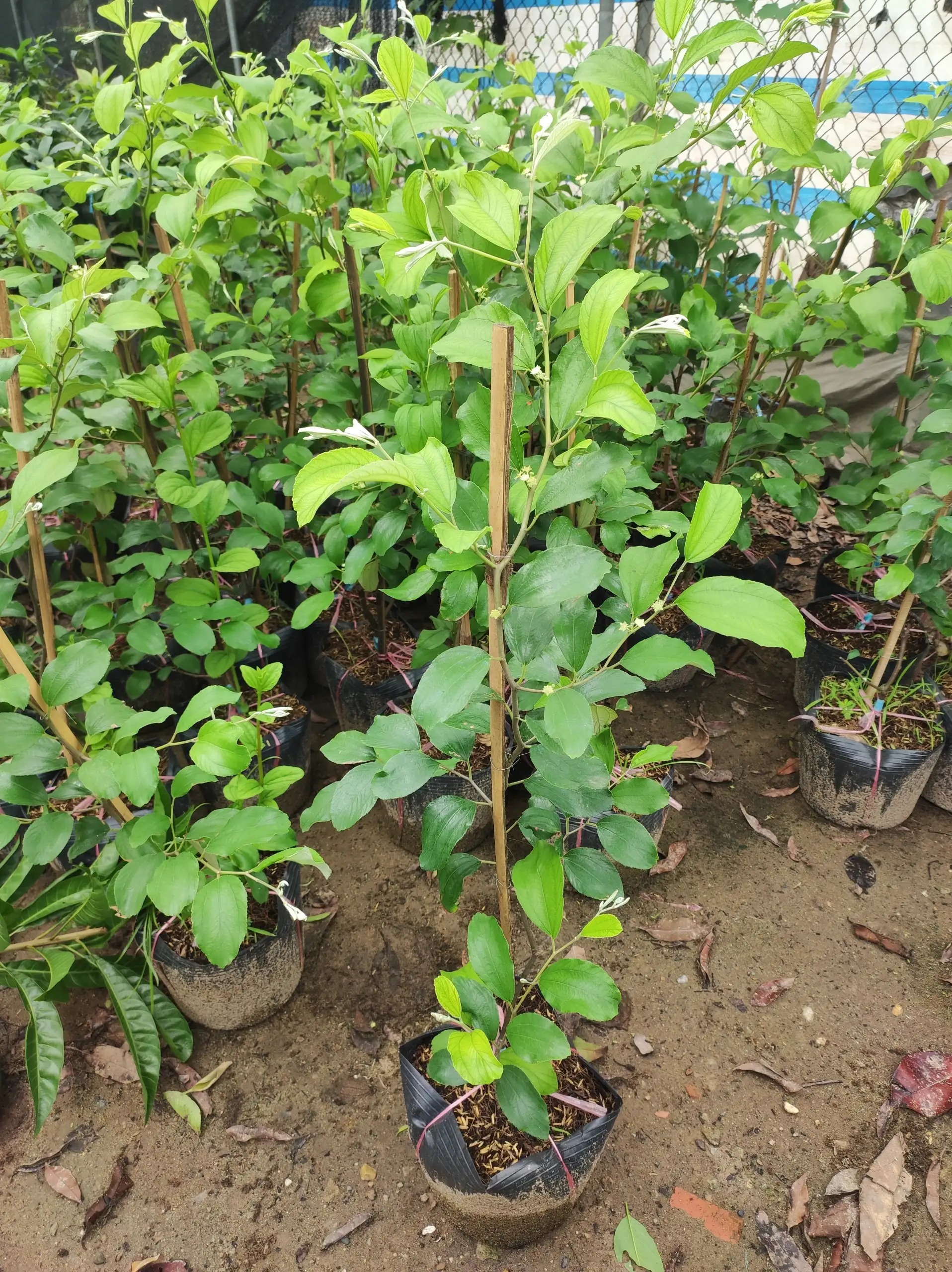 CÂY TÁO TÀU GIỐNG