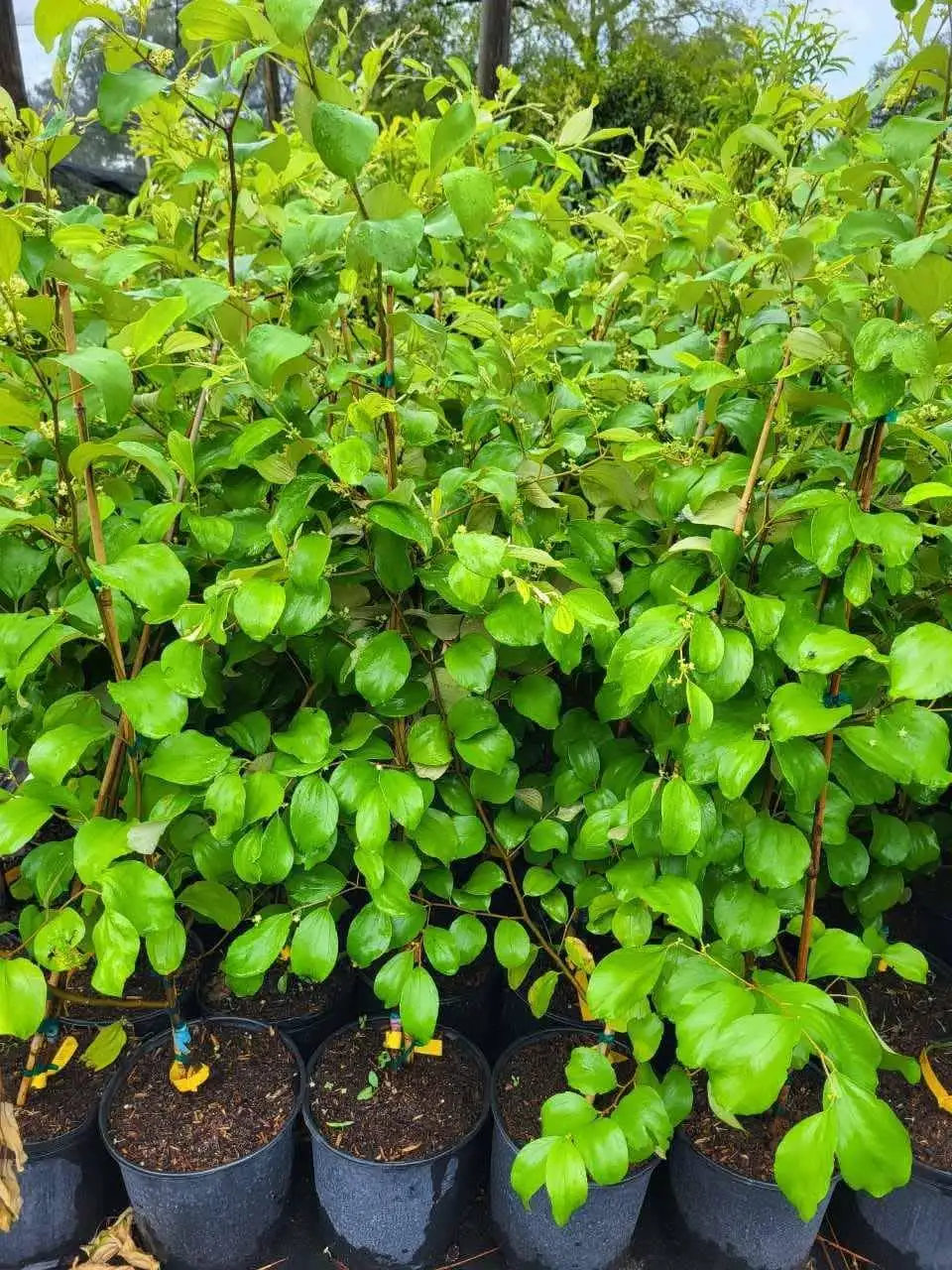 CÂY TÁO THÁI LAN GIỐNG