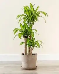 CÂY THIẾT MỘC LAN