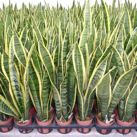 CÂY TIỂU LƯỠI CỌP