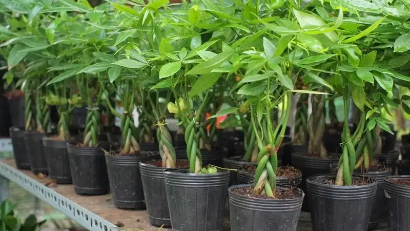 CÂY TIỂU NGŨ GIA BÌ