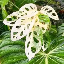 CÂY TRẦU BÀ ĐỘT BIẾN