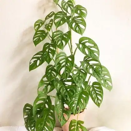CÂY TRẦU BÀ LỖ