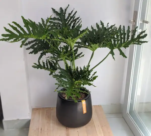 CÂY TRẦU BÀ THANH XUÂN NHẬT