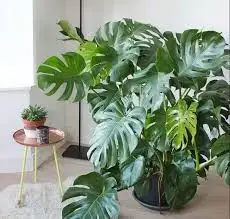 CÂY TRẦU BÀ THANH XUÂN PHÁP