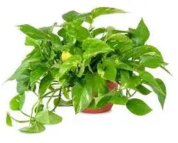 CÂY TRẦU BÀ
