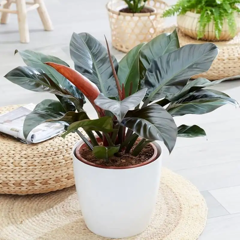 CÂY TRẦU ĐẾ VƯƠNG TÍM