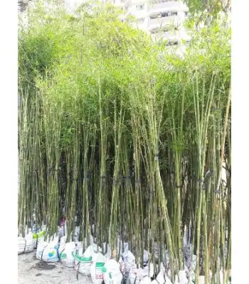 CÂY TRÚC CẦN CÂU