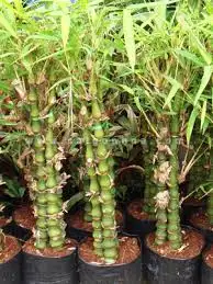 CÂY TRÚC ĐÙI ẾCH