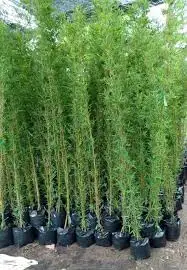 CÂY TRÚC QUÂN TỬ 1