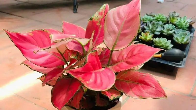 CÂY VẠN LỘC