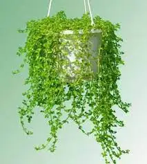 CÂY VẢY RỒNG