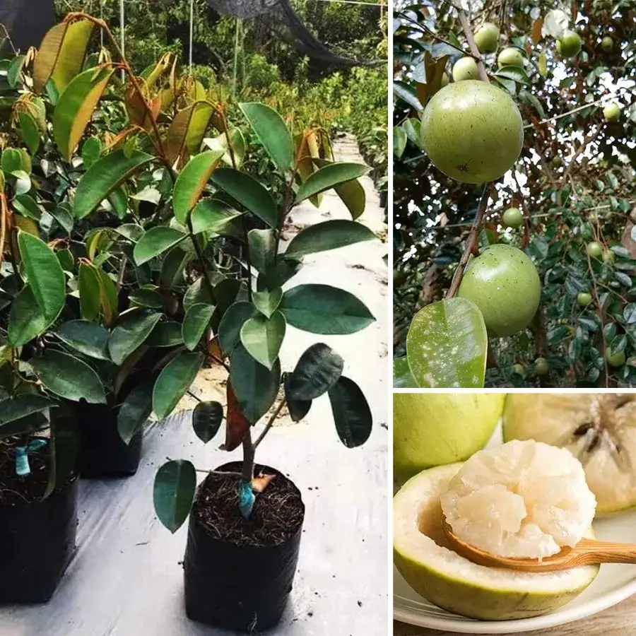 CÂY VÚ SỮA LÒ RÈN GIỐNG