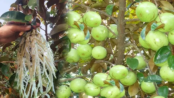 CÂY VÚ SỮA LÒ RÈN