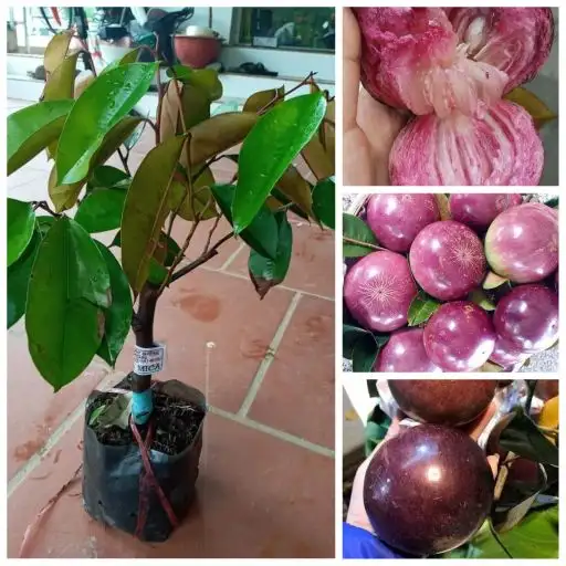 CÂY VÚ SỮA MICA