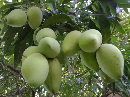 CÂY XOÀI CÁT HÒA LỘC