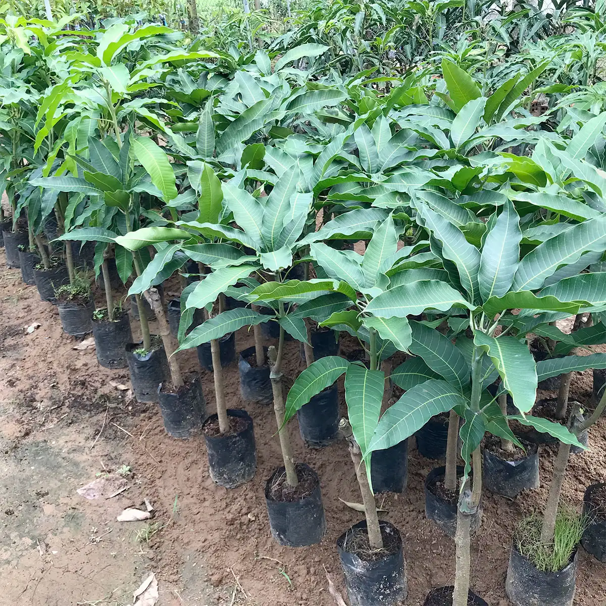 CÂY XOÀI CÁT HÒA LỘC GIỐNG