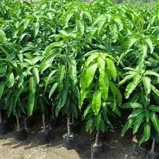 CÂY XOÀI ĐÀI LOAN GIỐNG