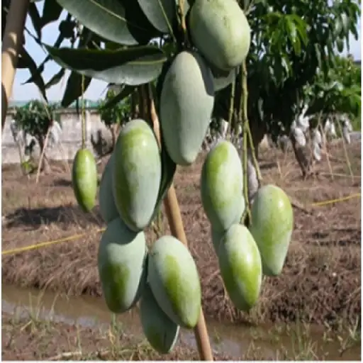 CÂY XOÀI ĐÀI LOAN