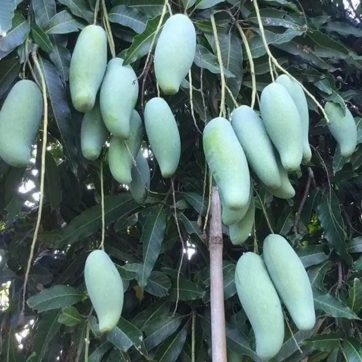 CÂY XOÀI THÁI