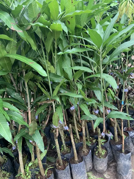 CÂY XOÀI THÁI GIỐNG