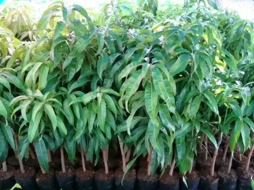 CÂY XOÀI THÁI GIỐNG