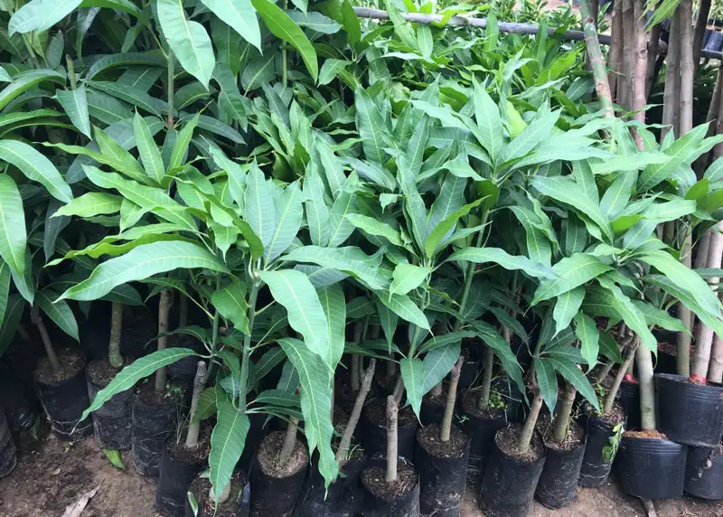 CÂY XOÀI TỨ QUÝ GIỐNG