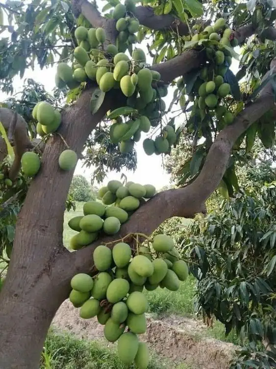 CÂY XOÀI TỨ QUÝ
