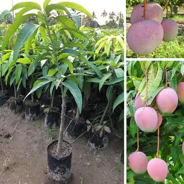 CÂY XOÀI ÚC GIỐNG