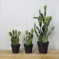 CÂY XƯƠNG RỒNG