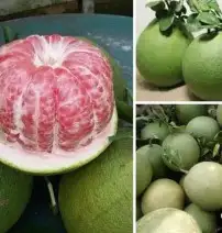 HÌNH MẪU 12
