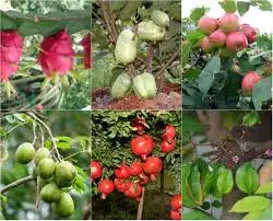 HÌNH MẪU 2