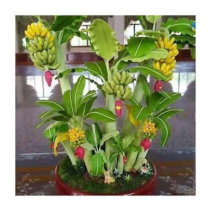 HÌNH MẪU 7