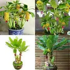 HÌNH MẪU 8