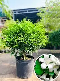 MẪU TRANG TRÍ