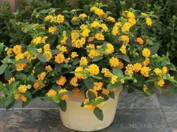 HOA NGŨ SẮC