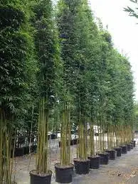 MẪU TRANG TRÍ 10