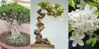 MẪU TRANG TRÍ 3