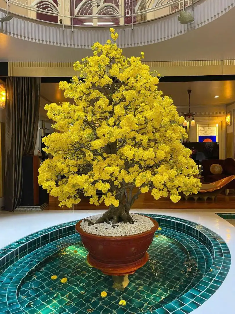 HÌNH MẪU 35