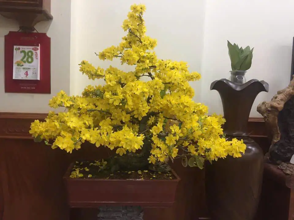 HÌNH MẪU 32