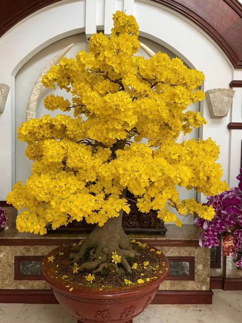 HÌNH MẪU 29
