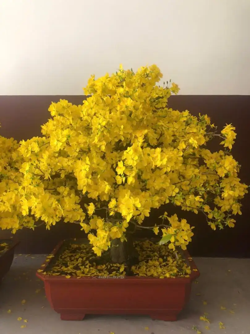 HÌNH MẪU 22