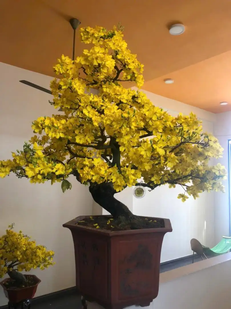 HÌNH MẪU 20