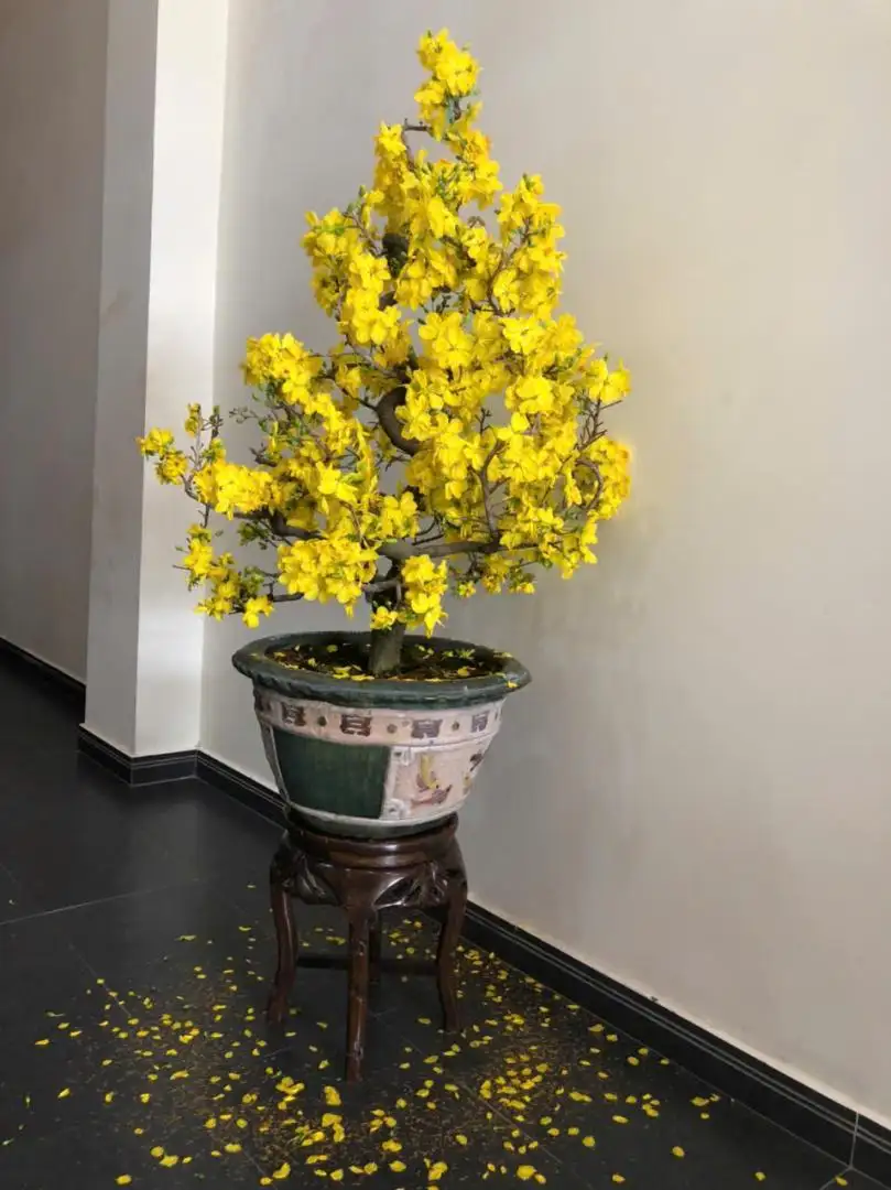 HÌNH MẪU 17
