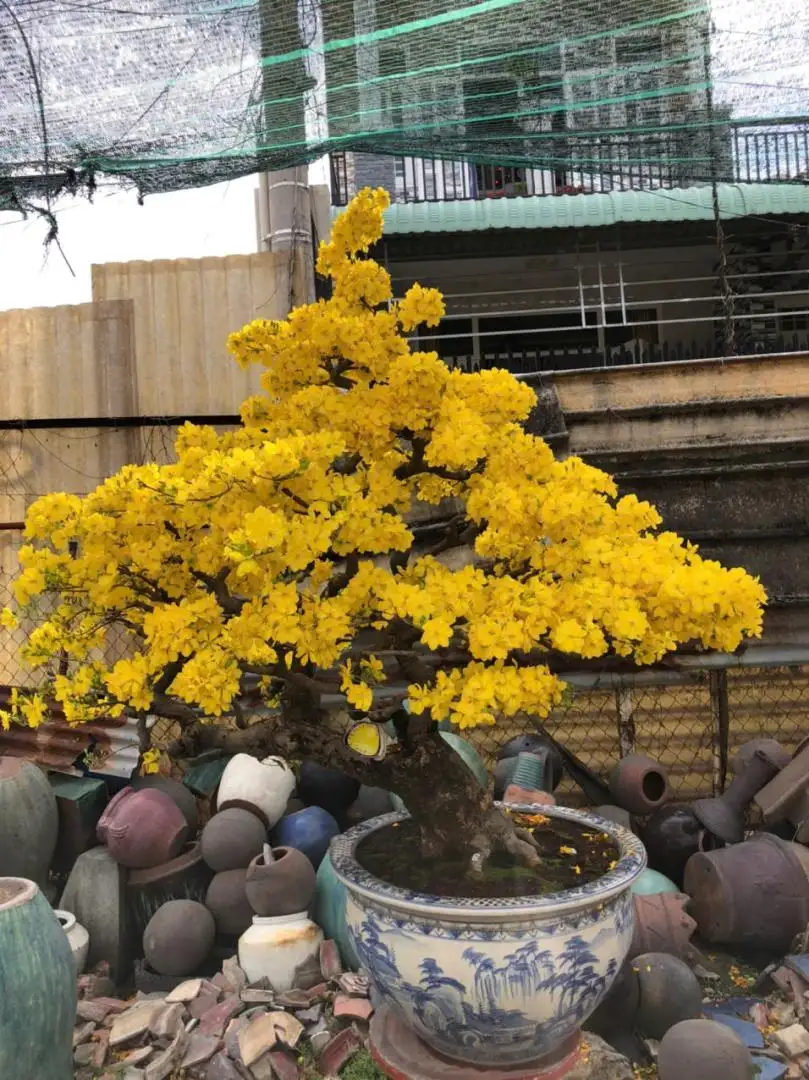 HÌNH MẪU 16
